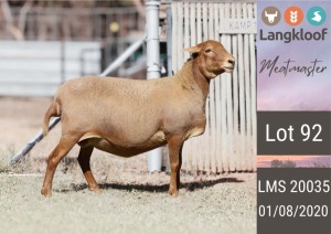 1X MEATMASTER PREGNANT EWE LANGKLOOF