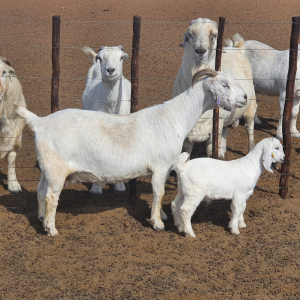 1 x SAVANNA OOI/EWE Koenie Kotze - STOET/STUD