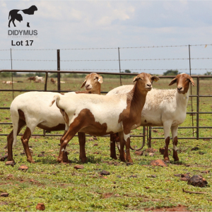 LOT 17 3X MEATMASTER DIDYMUS MEATMASTERS CHRISTOF GROBLER : 0837812076