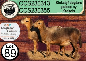 1X MEATMASTER PREGNANT EWE COLLEN BOERDERY