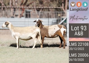 2X MEATMASTER EWE LANGKLOOF