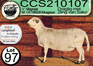 1X MEATMASTER PREGNANT EWE COLLEN BOERDERY