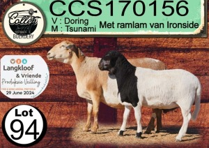 1X MEATMASTER PREGNANT EWE COLLEN BOERDERY