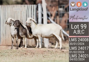 3X MEATMASTER ONGEKEUR / UNGRADED EWE LANGKLOOF