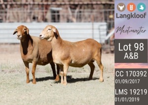 2X MEATMASTER EWE LANGKLOOF