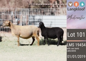 1X MEATMASTER EWE LANGKLOOF