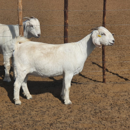 1 x SAVANNA OOI/EWE Koenie Kotze - STOET/STUD