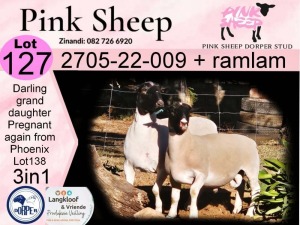 1X DORPER PREGNANT T4 EWE PINK SHEEP DORPER STUD