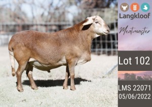 1X MEATMASTER RAM LANGKLOOF