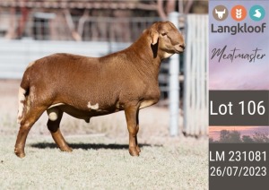 1X MEATMASTER RAM LANGKLOOF