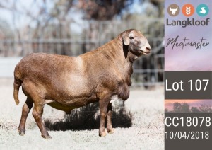 1X MEATMASTER RAM LANGKLOOF