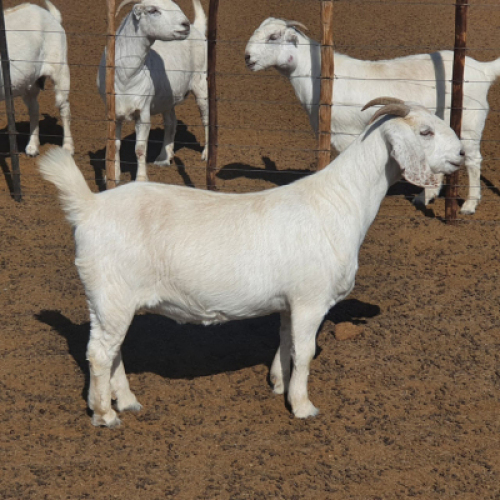 1 x SAVANNA OOI/EWE Koenie Kotze - STOET/STUD