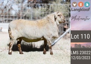 1X MEATMASTER RAM LANGKLOOF