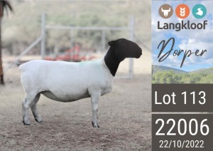 1X DORPER PREGNANT T5 EWE LANGKLOOF DORPERS