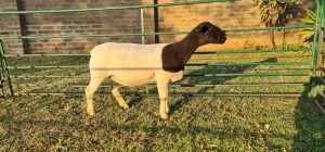 1X DORPER PREGNANT T3 EWE DE KLERK DORPERS