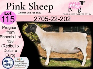 1X DORPER PREGNANT T4 EWE PINK SHEEP DORPER STUD