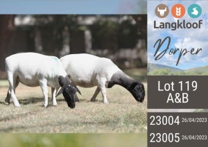 2X DORPER PREGNANT T4 EWE LANGKLOOF DORPERS