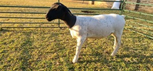 1X DORPER T5 EWE DE KLERK DORPERS