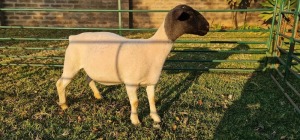 1X DORPER T4 EWE DE KLERK DORPERS