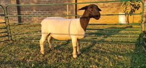 1X DORPER PREGNANT T5 EWE DE KLERK DORPERS