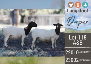 2X DORPER PREGNANT T5 EWE LANGKLOOF DORPERS