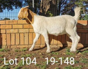 1 x BOERBOKKE OOI/EWE Suzanne v Dyk - KUDDE/FLOCK