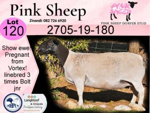 1X DORPER T5 EWE PINK SHEEP DORPER STUD