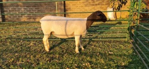 1X DORPER PREGNANT T4 EWE DE KLERK DORPERS