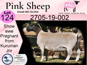 1X DORPER PREGNANT T5 EWE PINK SHEEP DORPER STUD