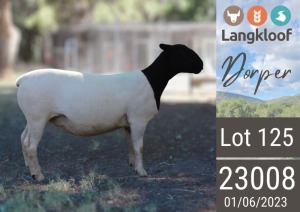 1X DORPER PREGNANT T5 EWE LANGKLOOF DORPERS