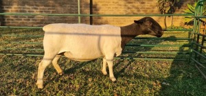 1X DORPER T5 EWE DE KLERK DORPERS