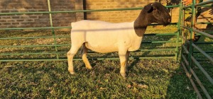 1X DORPER T5 EWE DE KLERK DORPERS