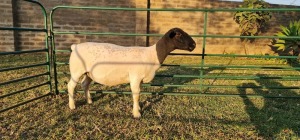 1X DORPER PREGNANT T3 EWE DE KLERK DORPERS