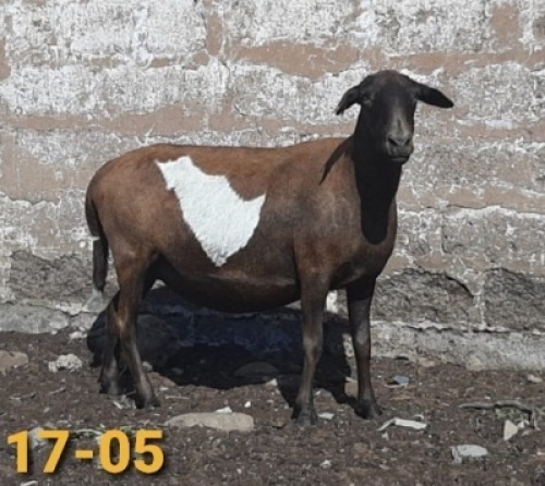 1 x MEATMASTER OOI/EWE Bertie Aucamp