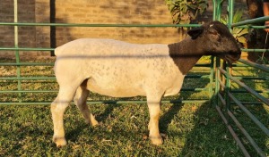 1X DORPER PREGNANT T3 EWE DE KLERK DORPERS