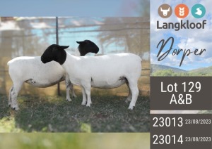 2X DORPER PREGNANT T5 EWE LANGKLOOF DORPERS