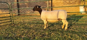 1X DORPER PREGNANT T5 EWE DE KLERK DORPERS