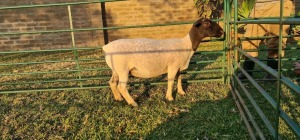 1X DORPER PREGNANT T5 EWE DE KLERK DORPERS