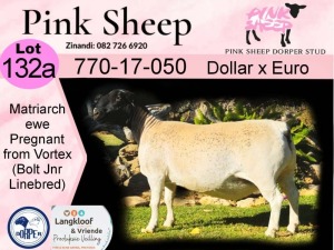 1X DORPER PREGNANT T4 EWE PINK SHEEP DORPER STUD