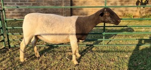 1X DORPER PREGNANT T4 EWE DE KLERK DORPERS