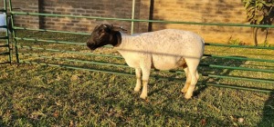 1X DORPER PREGNANT T3 EWE DE KLERK DORPERS