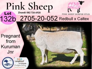 1X DORPER T5 EWE PINK SHEEP DORPER STUD