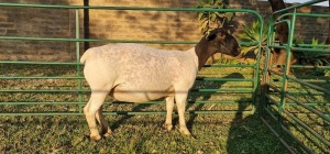 1X DORPER PREGNANT T4 EWE DE KLERK DORPERS