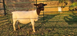 1X DORPER PREGNANT T4 EWE DE KLERK DORPERS