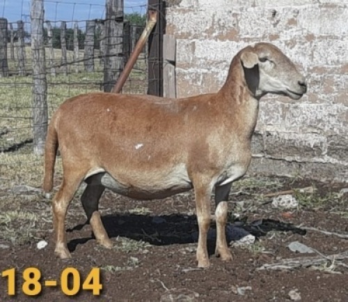 1 x MEATMASTER OOI/EWE Bertie Aucamp