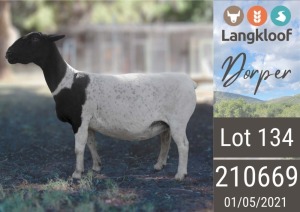 1X DORPER PREGNANT T5 EWE LANGKLOOF DORPERS