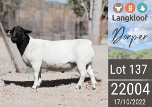 1X DORPER RAM LANGKLOOF DORPERS