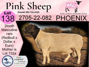 1X DORPER T4 RAM PINK SHEEP DORPER STUD