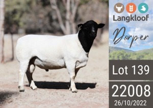 1X DORPER RAM LANGKLOOF DORPERS