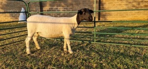 1X DORPER PREGNANT T4 EWE DE KLERK DORPERS